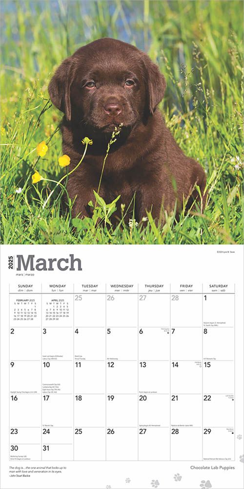 2025 Chocolate Labrador Retriever Puppies Calendar