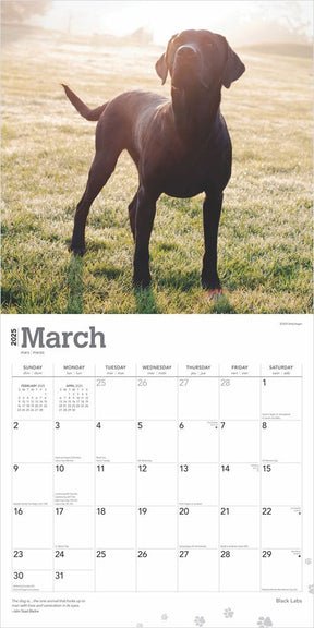 2025 Black Labrador Retrievers Calendar