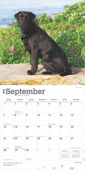 2025 Black Labrador Retrievers Calendar