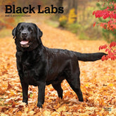 2025 Black Labrador Retrievers Calendar