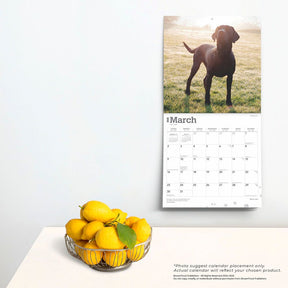 2025 Black Labrador Retrievers Calendar