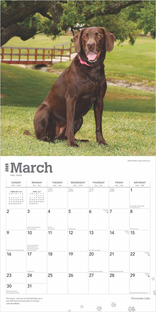 2025 Chocolate Labrador Retrievers Calendar