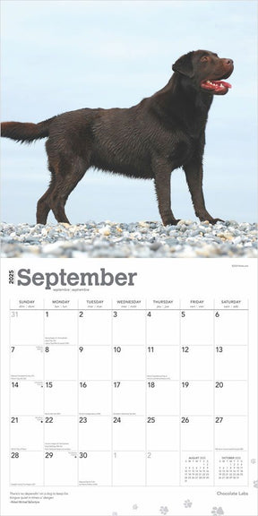 2025 Chocolate Labrador Retrievers Calendar