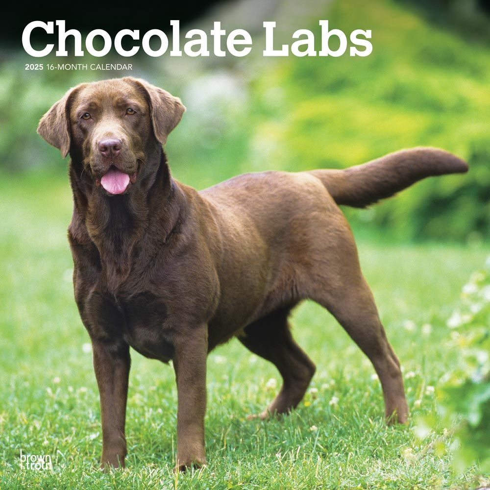 2025 Chocolate Labrador Retrievers Calendar