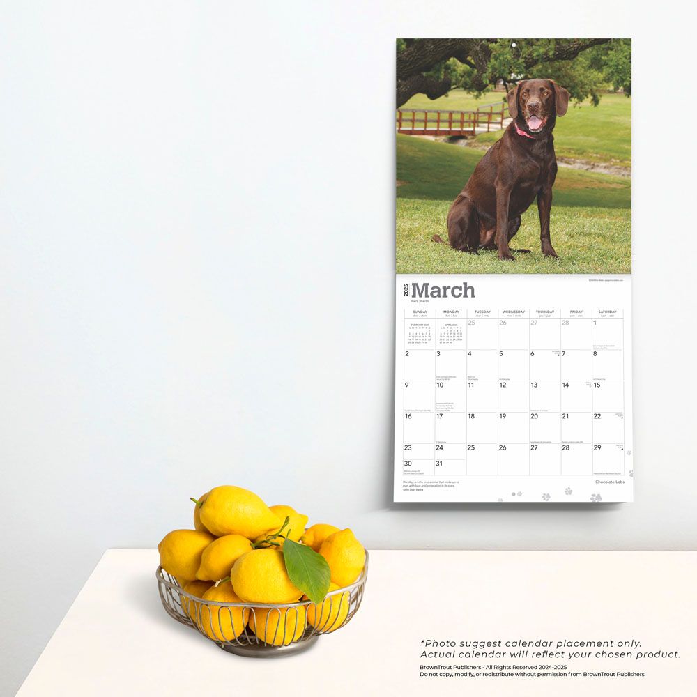 2025 Chocolate Labrador Retrievers Calendar