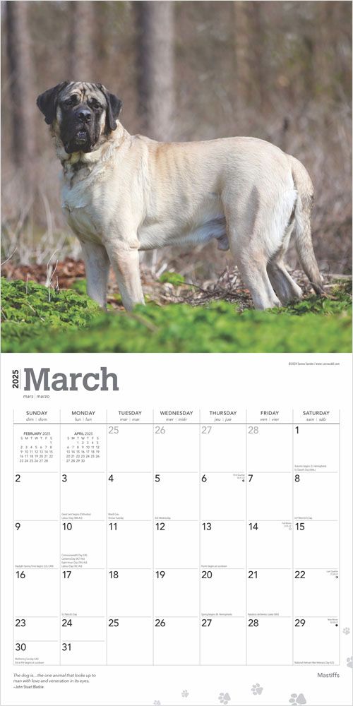 2025 Mastiffs Calendar