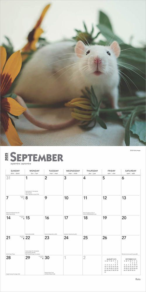 2025 Rats Calendar