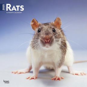 2025 Rats Calendar