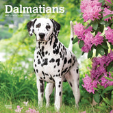 2025 Dalmatians Calendar