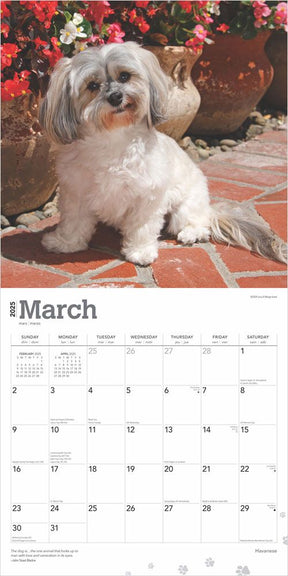 2025 Havanese Calendar