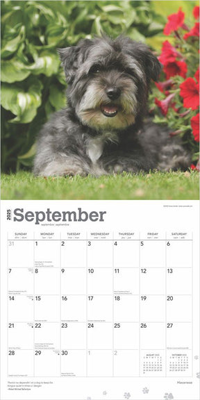 2025 Havanese Calendar