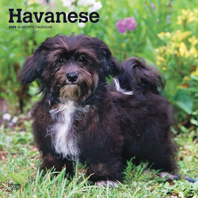 2025 Havanese Calendar