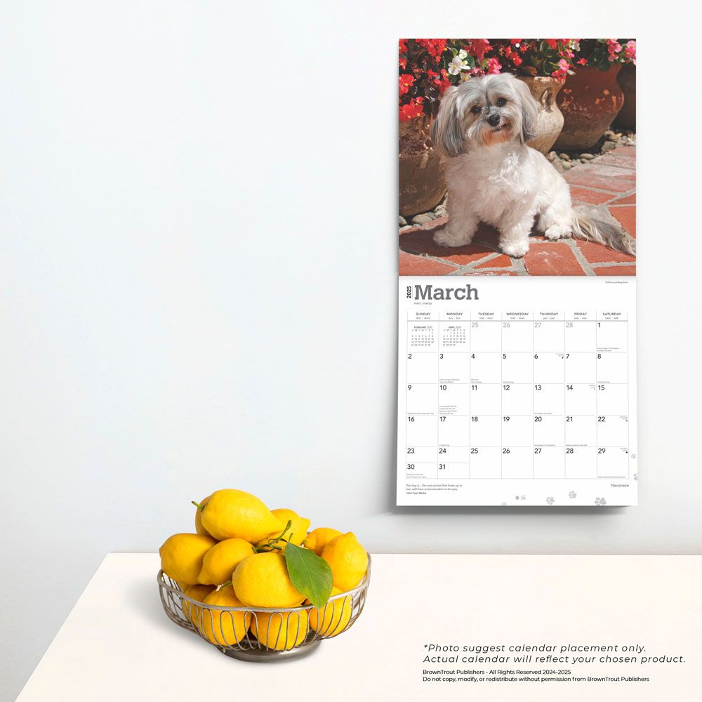 2025 Havanese Calendar