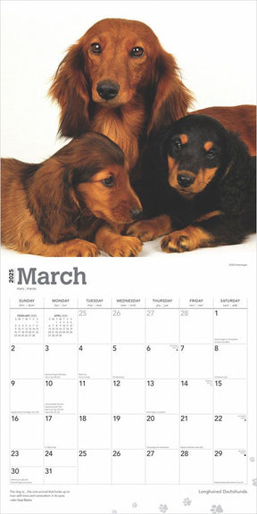 2025 Dachshunds Longhaired Calendar