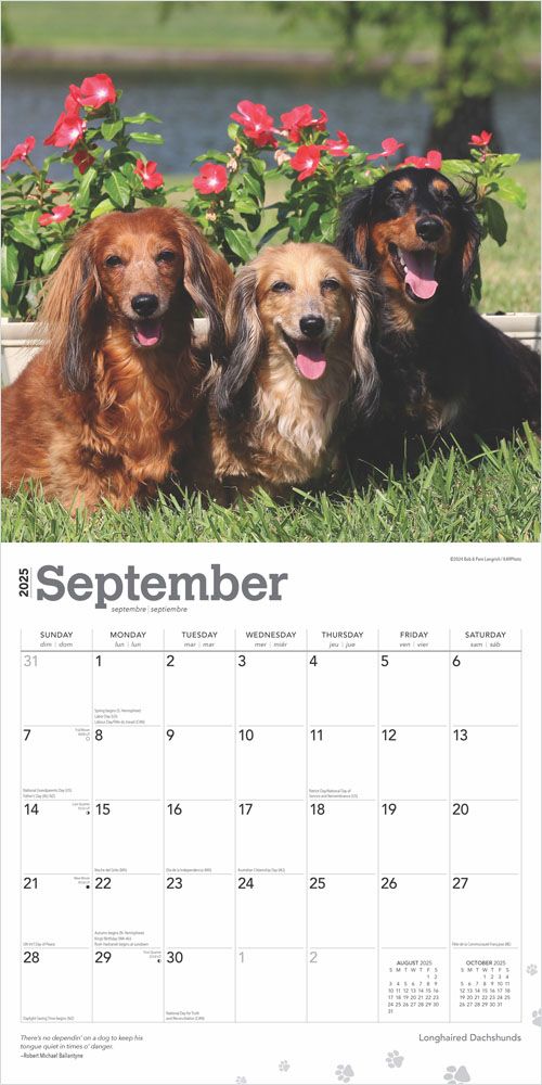 2025 Dachshunds Longhaired Calendar