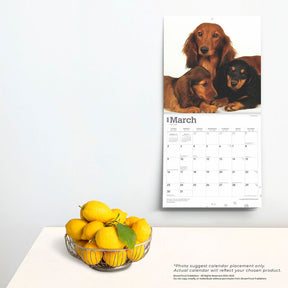 2025 Dachshunds Longhaired Calendar