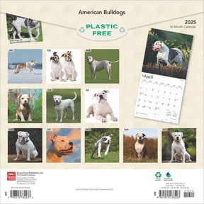 2025 American Bulldogs Calendar