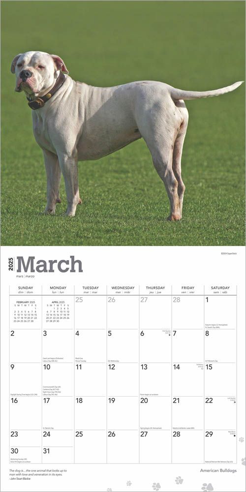 2025 American Bulldogs Calendar