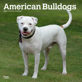 2025 American Bulldogs Calendar