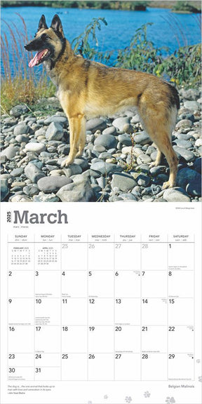 2025 Belgian Malinois Calendar