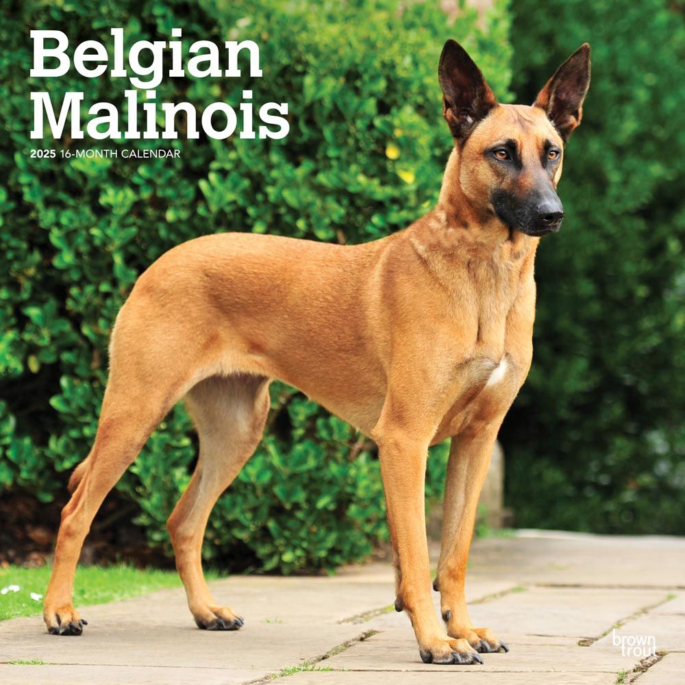 2025 Belgian Malinois Calendar