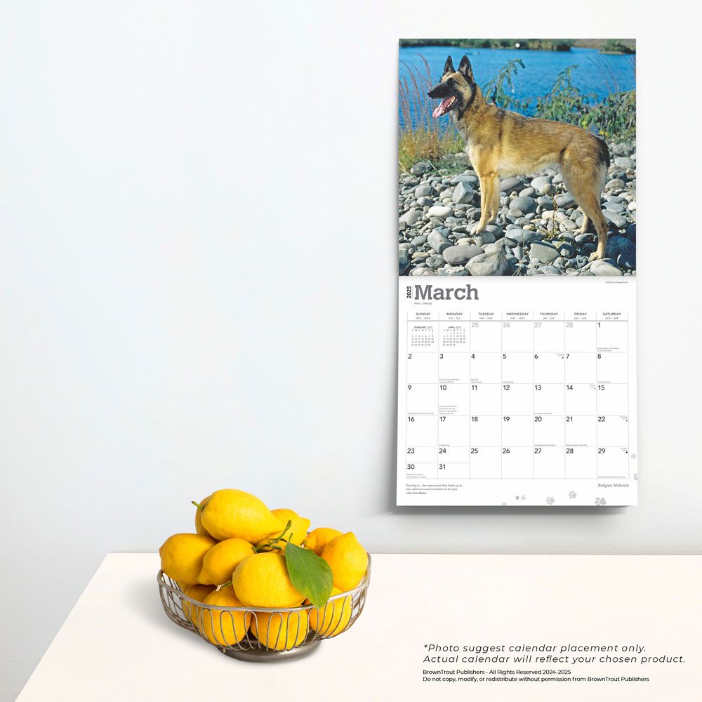 2025 Belgian Malinois Calendar