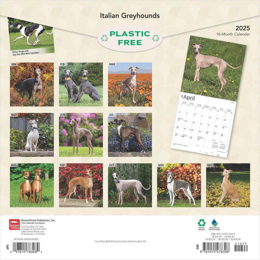 2025 Italian Greyhounds Calendar