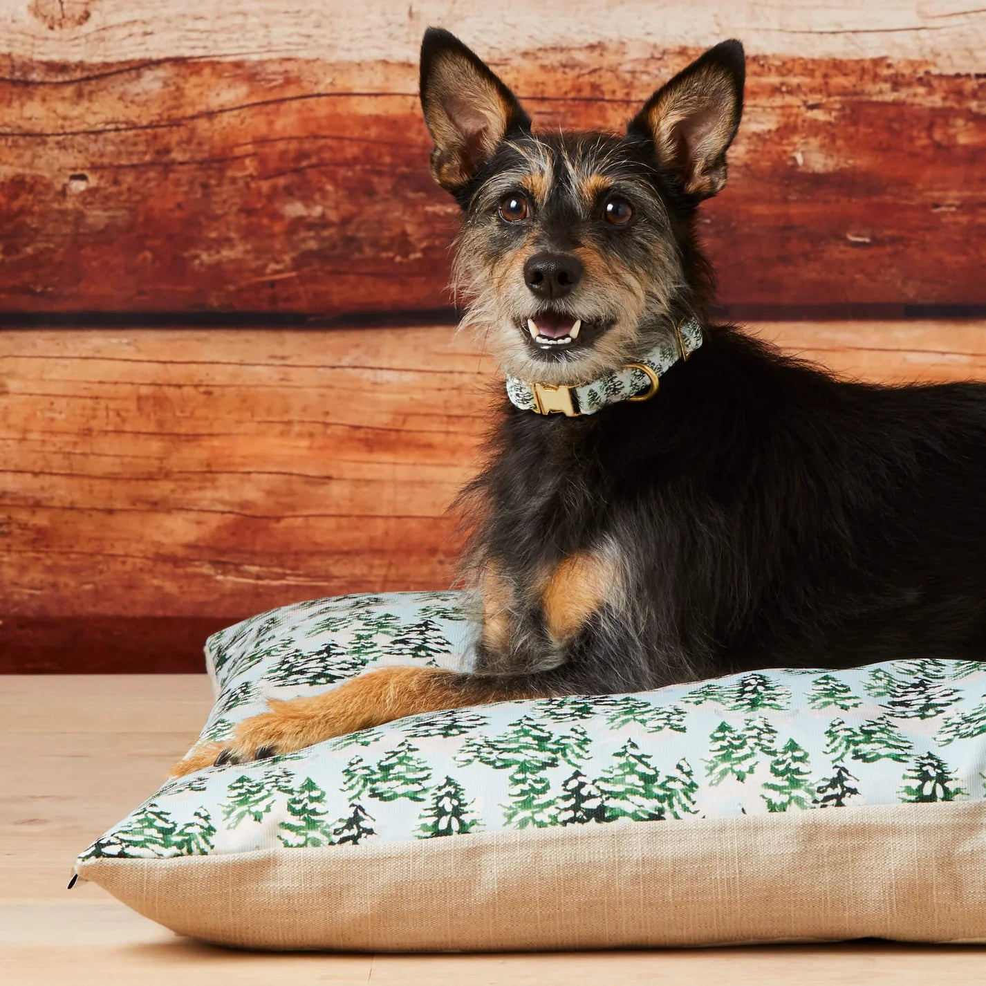 Dog Collar Gray Malin with Trees