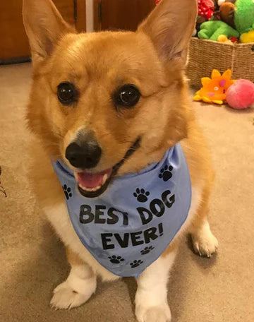 Dog Bandana Best Dog Ever