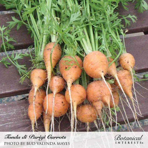 Carrot Tonda di Parigi Seeds