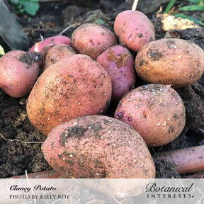 Potato Clancy hybrid Seeds