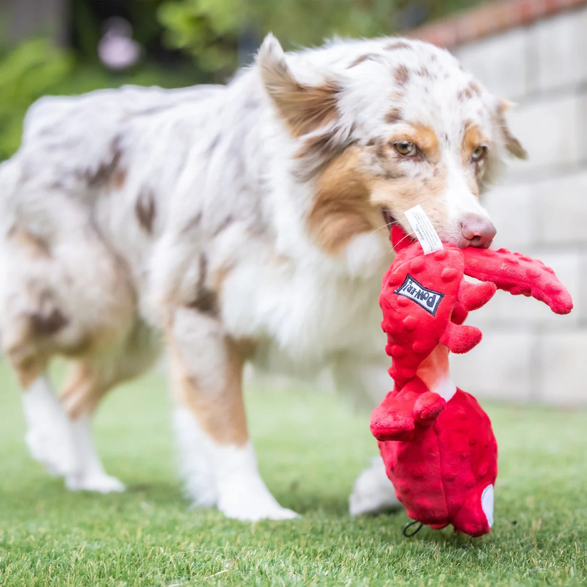 Huxley & Kent - Dog Tou Claude Lobster