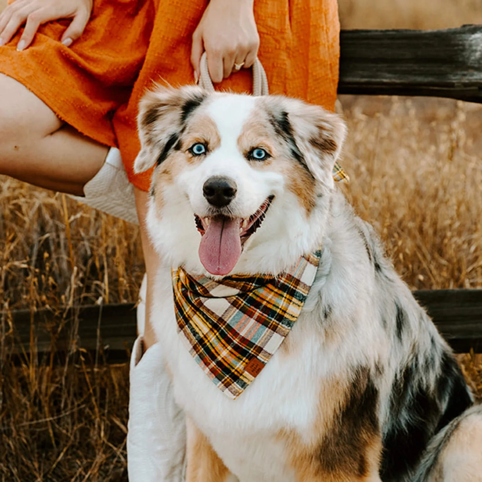 Bandana Dog Cornucopia Plaid Flannel