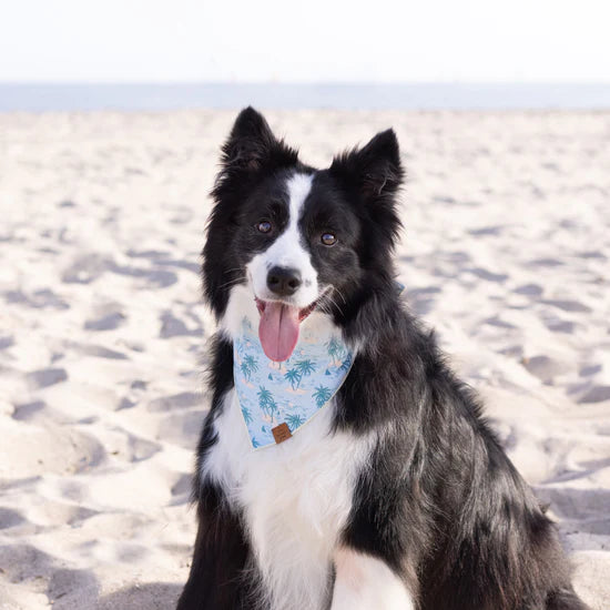 Bandana Dog You Are My Sunshine