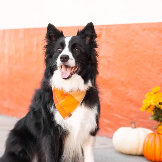 Bandana Dog Pumpkin Spice Flannel Fall