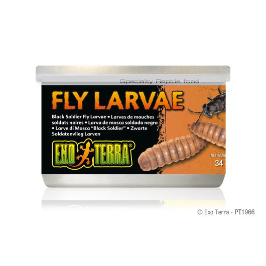 Black Soldier Fly Larvae