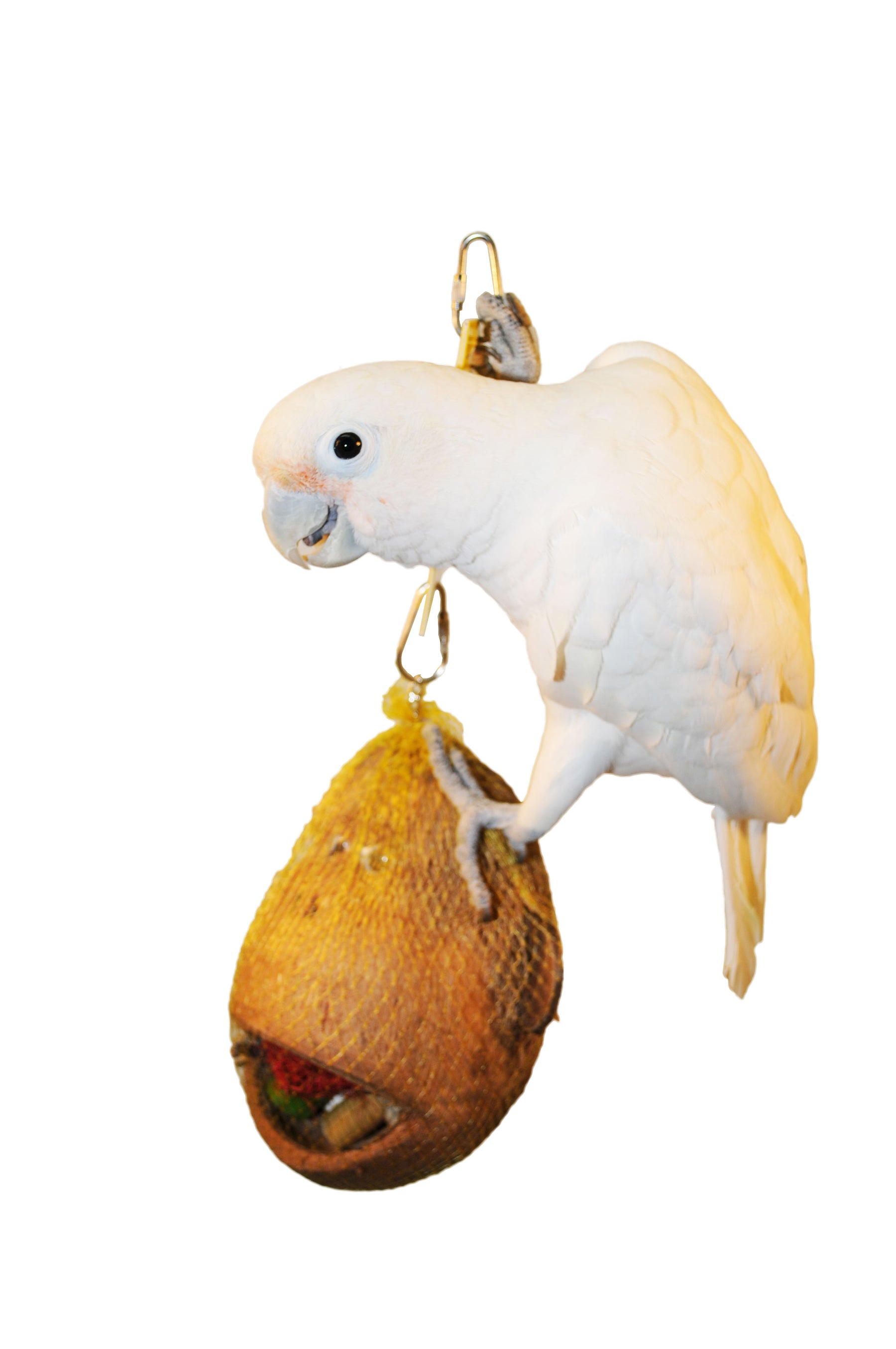 A & E Cage Company - Coco Monkey Bird Toy