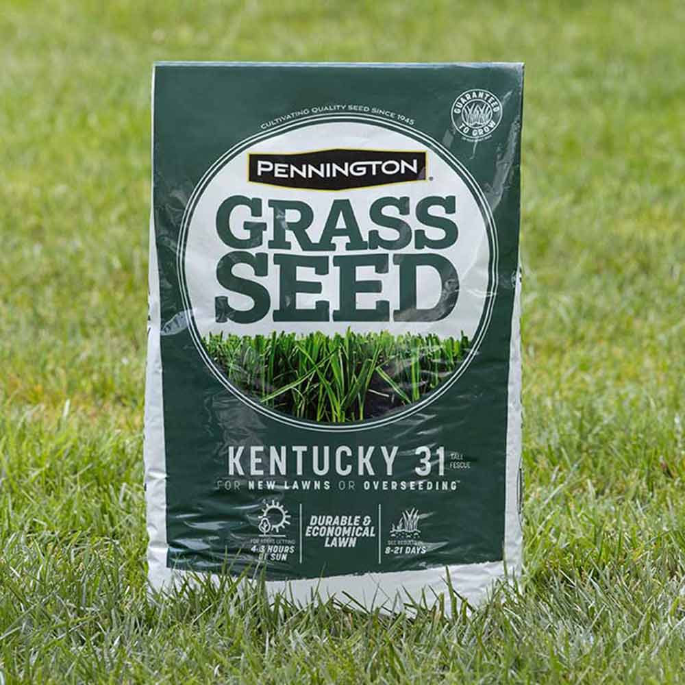 Grass Seed Kentucky 31 Tall Fescue