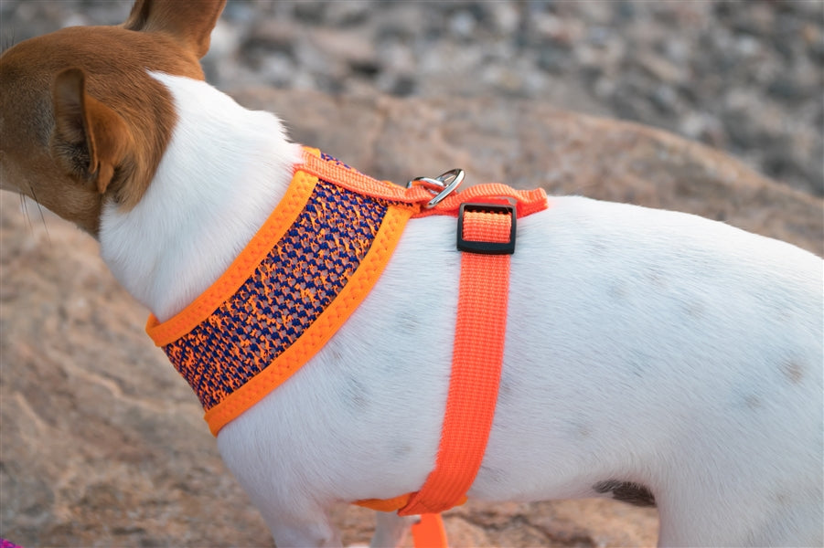 Sport Net Harness Orange-Blue