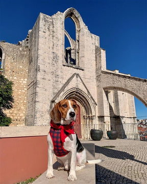 Freedom Harness Scottish (Red/Blue)