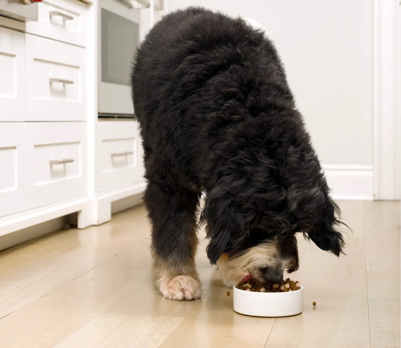 Rawmix Open Prairie Grain Free Dry Dog Food