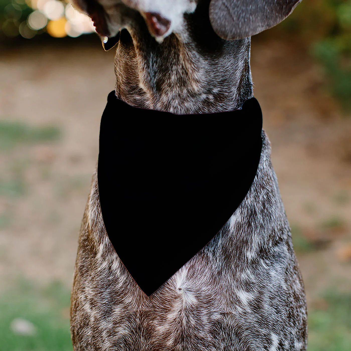 Buckle Down - Pet Bandana Tuxedo Shirt Print