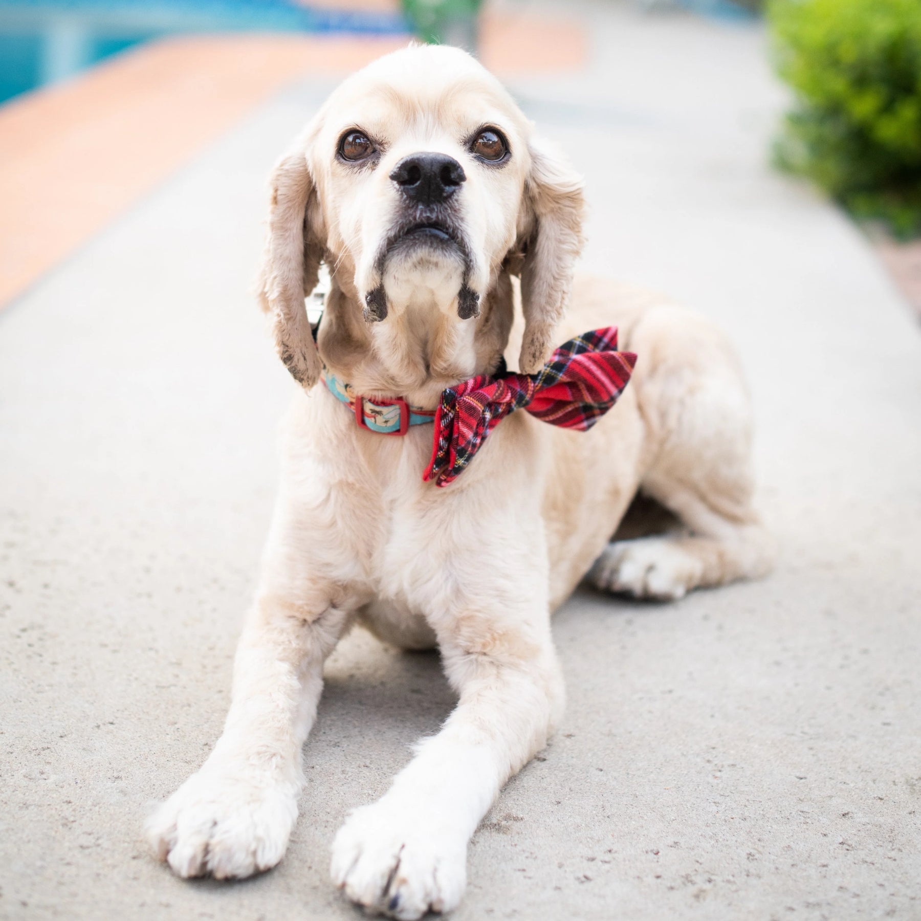 Huxley & Kent - Bow Tie Royal Tartan