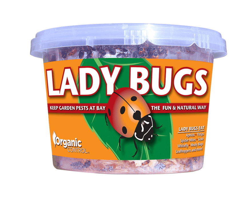 Live Ladybugs