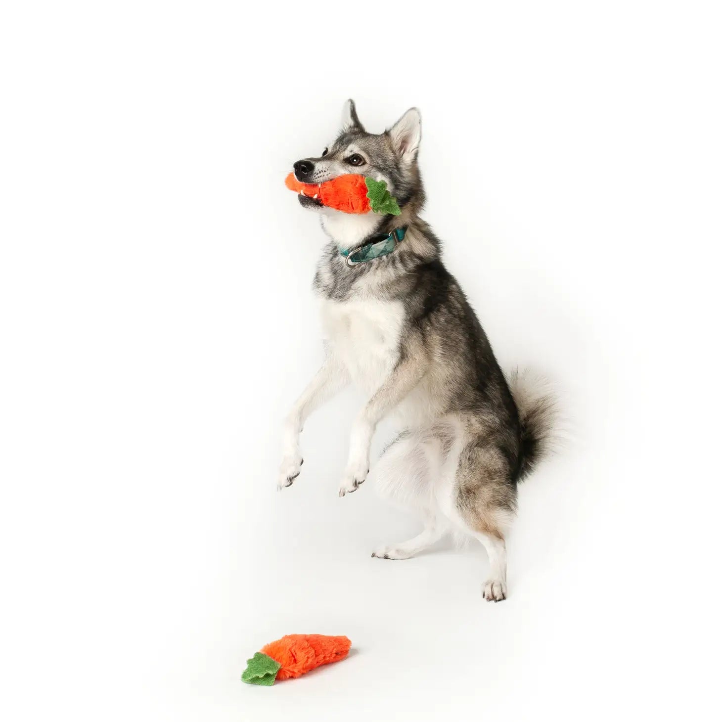 Midlee - Orange Carrot Dog Toy