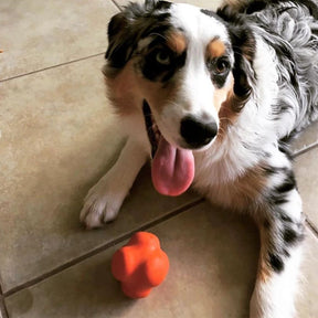 Crazy Bounce, Retrieving, and Chew Dog Toy