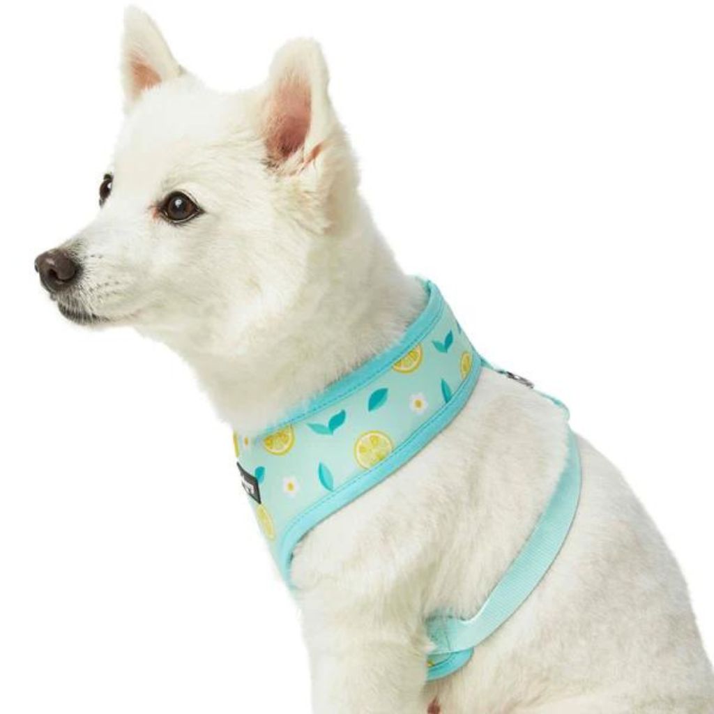 Refreshing Lemon | Zesty Fruit Dog Harness Vest