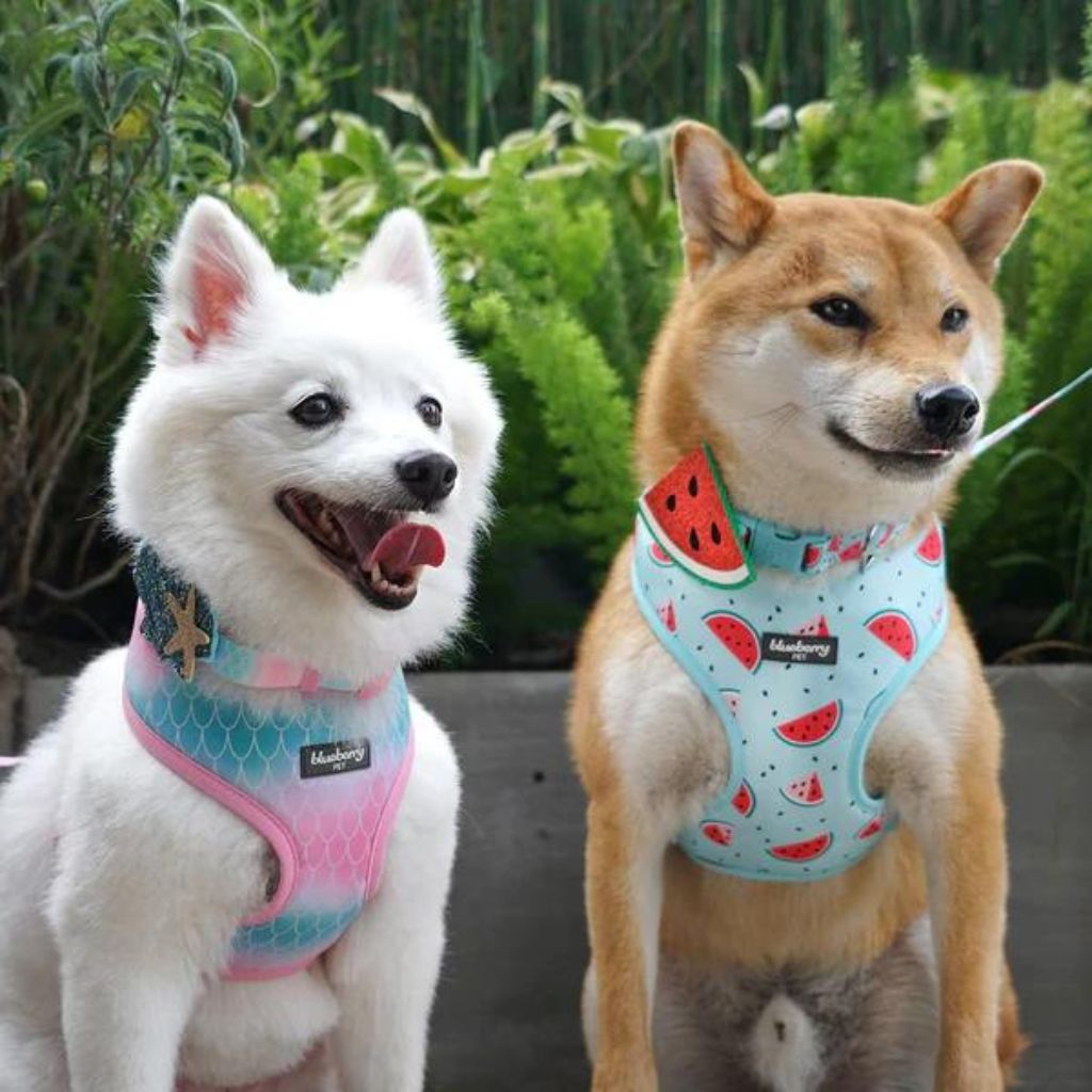 Slices of Watermelon | Zesty Fruit Dog Harness Vest