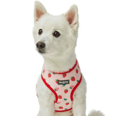 Harvesting Strawberry | Zesty Fruit Dog Harness Vest