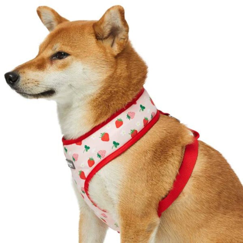 Harvesting Strawberry | Zesty Fruit Dog Harness Vest